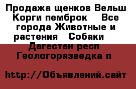 Продажа щенков Вельш Корги пемброк  - Все города Животные и растения » Собаки   . Дагестан респ.,Геологоразведка п.